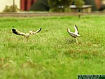 DSCN0932.JPG