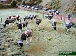 nordhorn09-3194.jpg nordhorn09-3194.jpg